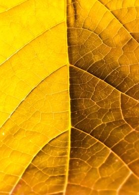 yellow leaf texture