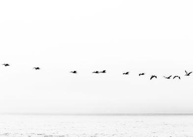 birds flying over the sea