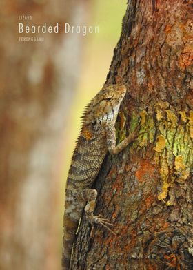 Bearded Dragon Lizard