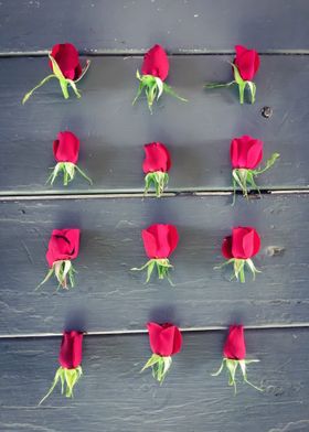 red baby roses