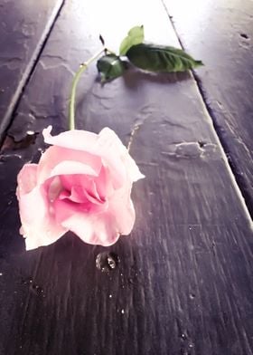 pink rose