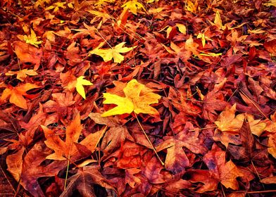 maple leaves in autumn