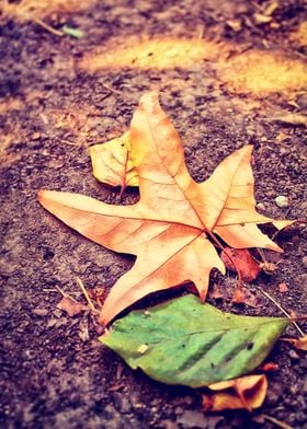 brown and green leaf