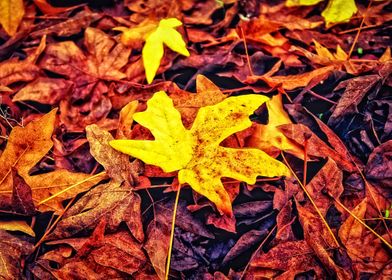 maple leaves in autumn