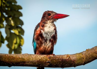 Kingfisher Terengganu