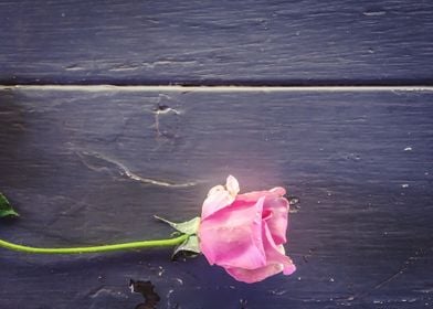 pink rose on the table