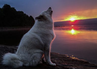 Howling at the sun set