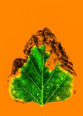 green leaf texture