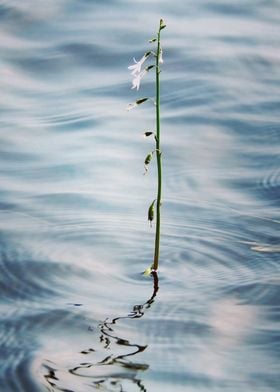 Rings in Water