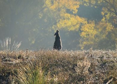 Twilight Kangaroo