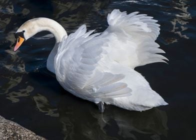 The Queens Swans