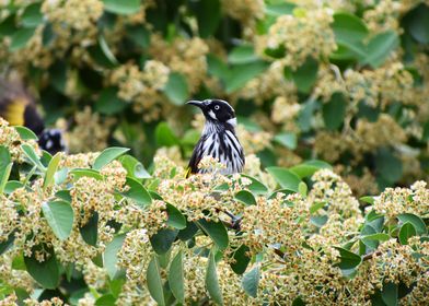 New Holland Honey Eater