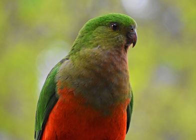 King Parrot