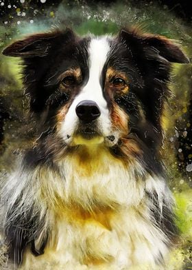 Border collie dog