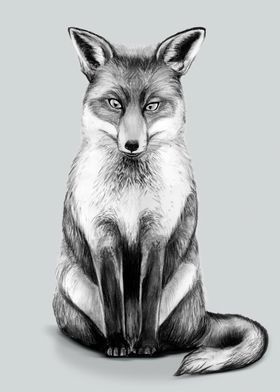 charcoal fox