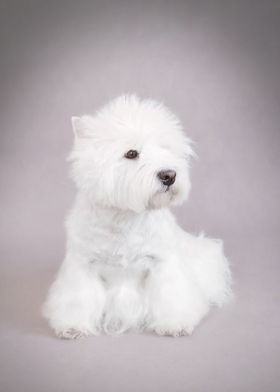 Westie