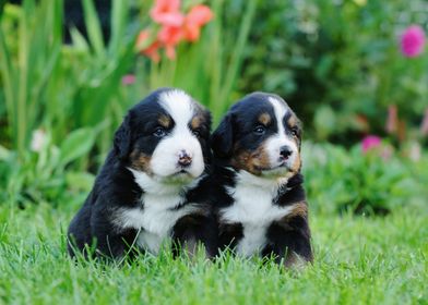 Bernese  puppies