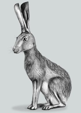 charcoal hare