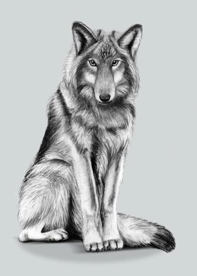 charcoal wolf