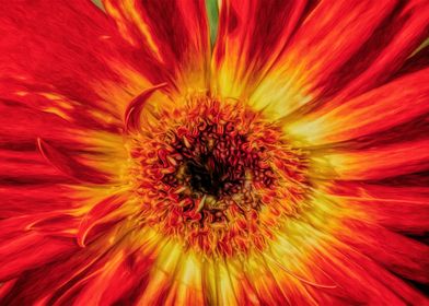 Gerber Daisy Up Close