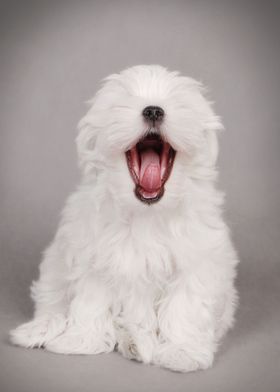 Yawning Maltese puppy