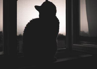 Cat shadow