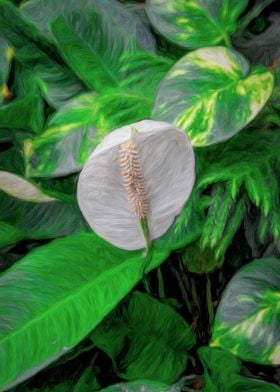 Peace Lily and Leaves