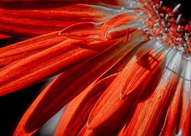 Red and White Petals