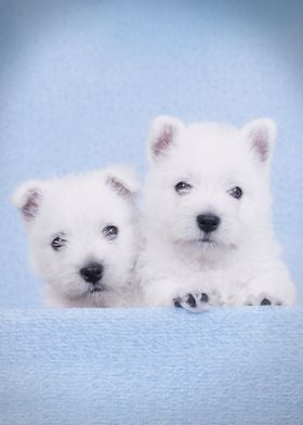 Two Bue Westies