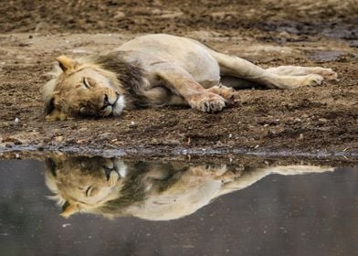 Sleeping Lion