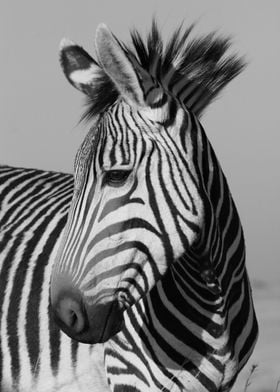 Hartmanns Mountain Zebra