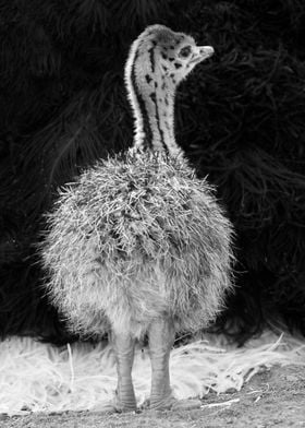 Ostrich Baby