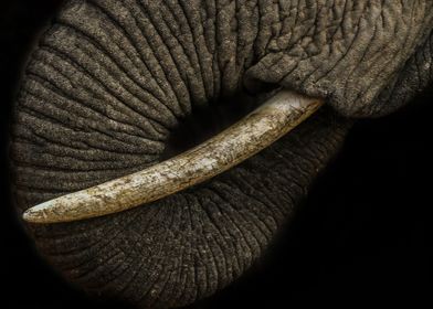 Trunk and Tusk