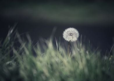 Lanhydrock Dandelion