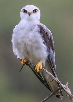 Black Shouldered Kite Bird