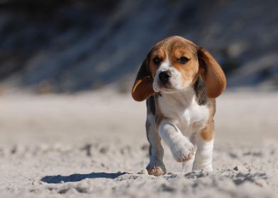 Beagle on the beach