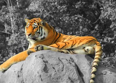 Tiger on a Rock