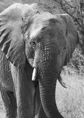 Elephant Portrait