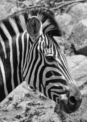 Burchells Zebra