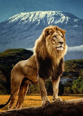Warrior Lion