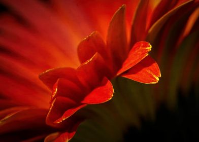 Gerber Daisy Petals