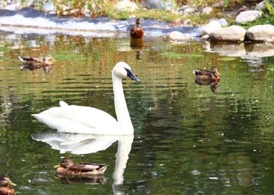 A beautiful swan floating 