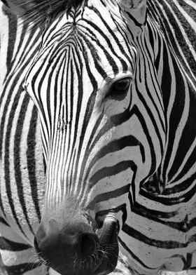 Mountain Zebra