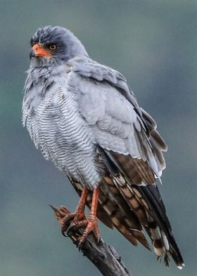 Goshawk Bird