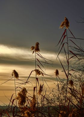 reed on cloudy sunset sky