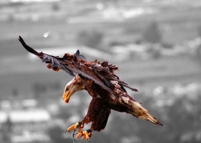 American Bald Eagle Flying