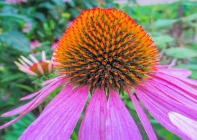 medicine Flower