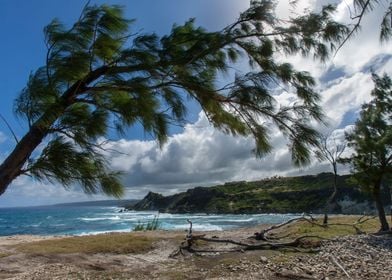 Casuarina at Tenerife