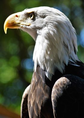 Bald Eagle in thought