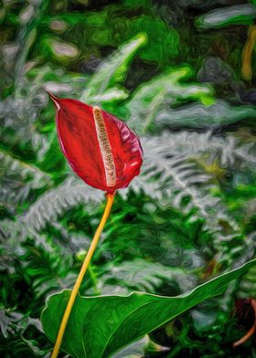 Red Flamingo Flower